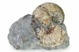 Iridescent Ammonite (Hoploscaphites) Fossil - Montana #316582-1